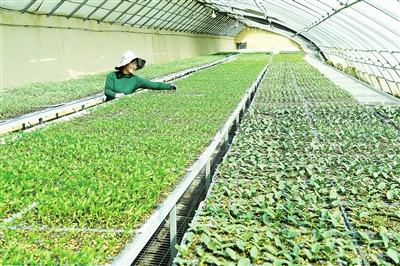 臨夏市農業技術推廣服務中心培育10多萬株菜苗相繼上市