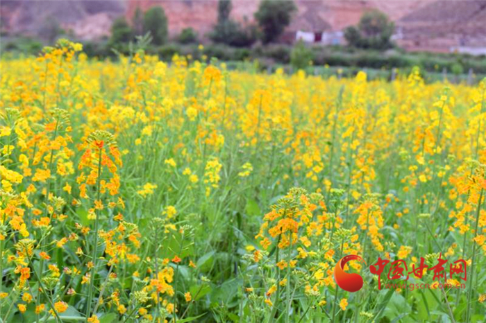 來！賞橙色油菜花海 贊永登鄉村新顏