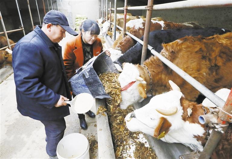 我和我的家鄉丨定西臨洮縣黨家墩村：“?！碑a業帶來“?！比兆?>
        </a><em>我和我的家鄉丨定西臨洮縣黨家墩村：“牛”產業帶來“?！比兆?/em></li>
    <li><a  target=