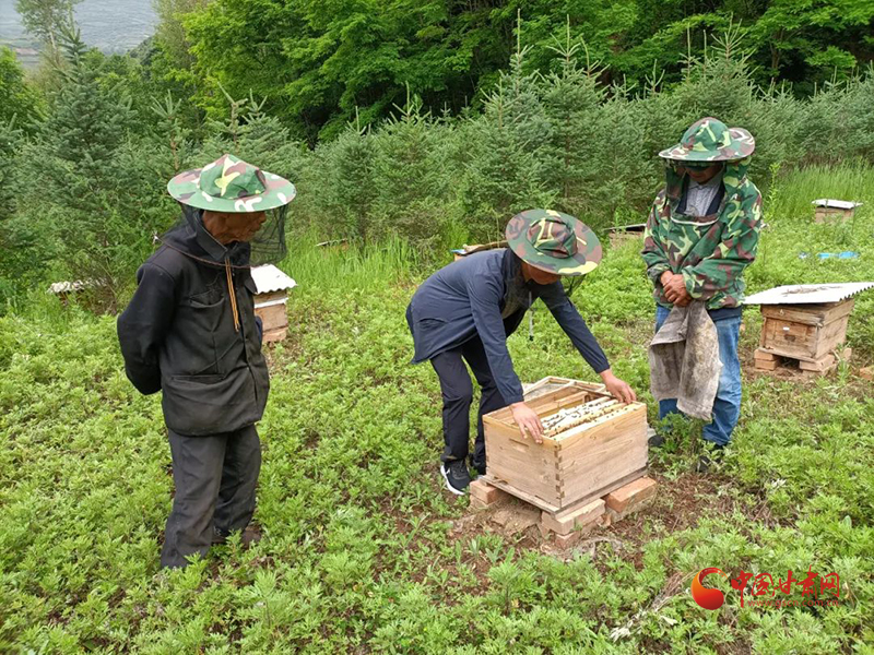 宕昌好梯鄉：念好產業經 奔向小康路