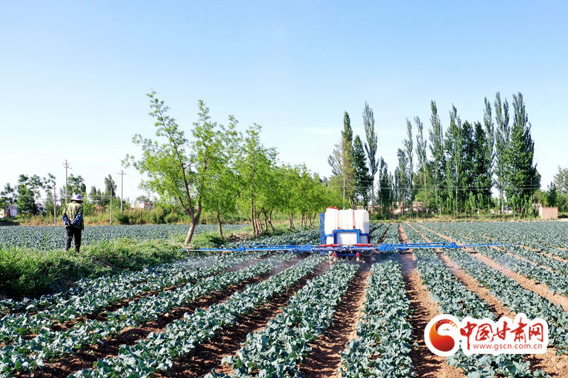 【小康圓夢·看甘肅】臨澤平川鎮：特色產業興 致富路更寬
