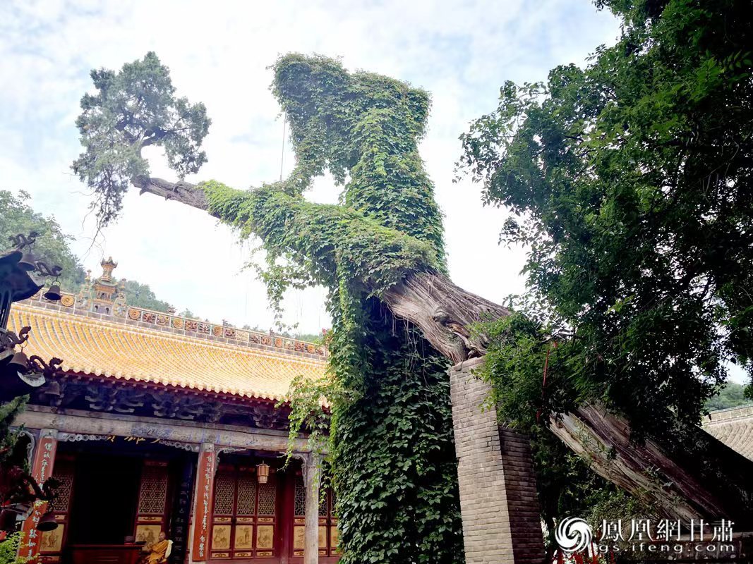 “山頭南郭寺，水號北流泉。老樹空庭得，清渠一邑傳?！倍鸥υ娭械摹袄蠘洹?，指的就是這株春秋古柏，為南郭寺的“鎮寺之寶”。胡江 攝