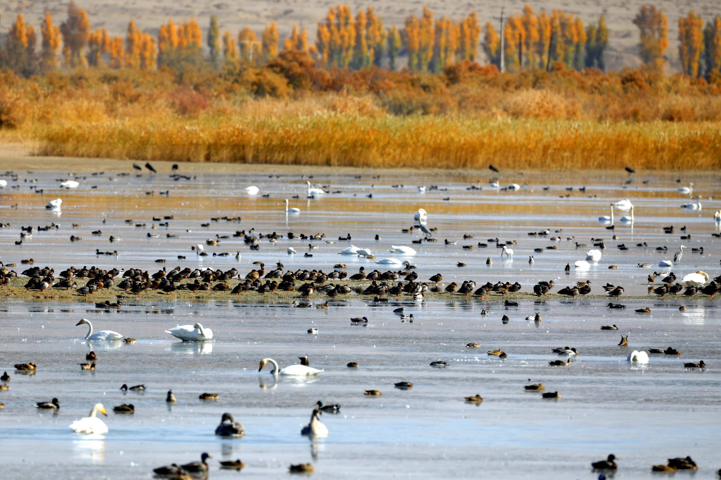 天鵝飛抵高臺縣黑河濕地嬉戲覓食、棲息越冬。尹昭霞攝