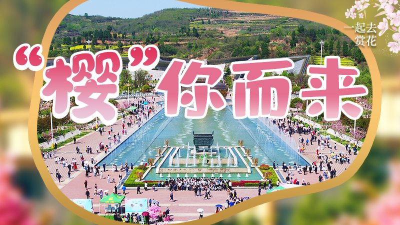海報|春色爛漫，一組海報“云賞”櫻花盛開