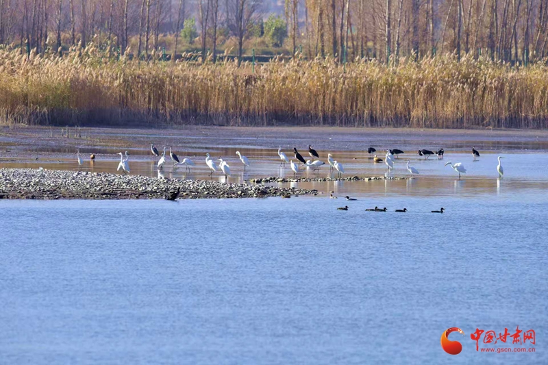 隴拍客丨臨澤雙泉湖濕地迎越冬“飛鳥聚會”