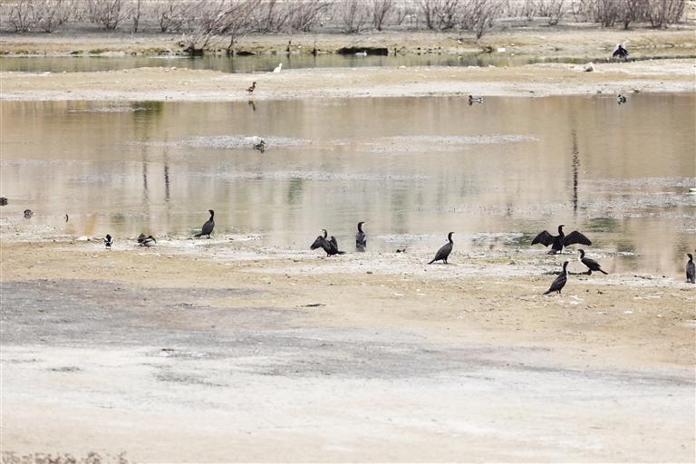 秦王川國家濕地公園成候鳥樂園