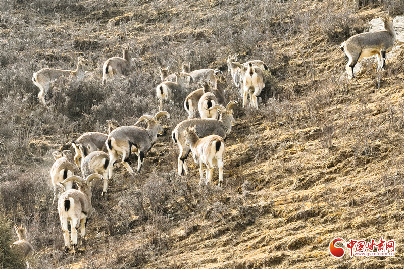 “巖壁精靈”巖羊群現祁連山民樂段 生態向好添力證