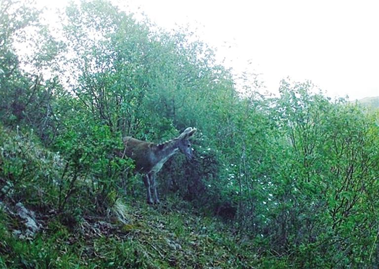 “林間精靈”現身 連城保護區拍到瀕危物種馬麝畫面